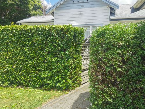 Hedge trimming service